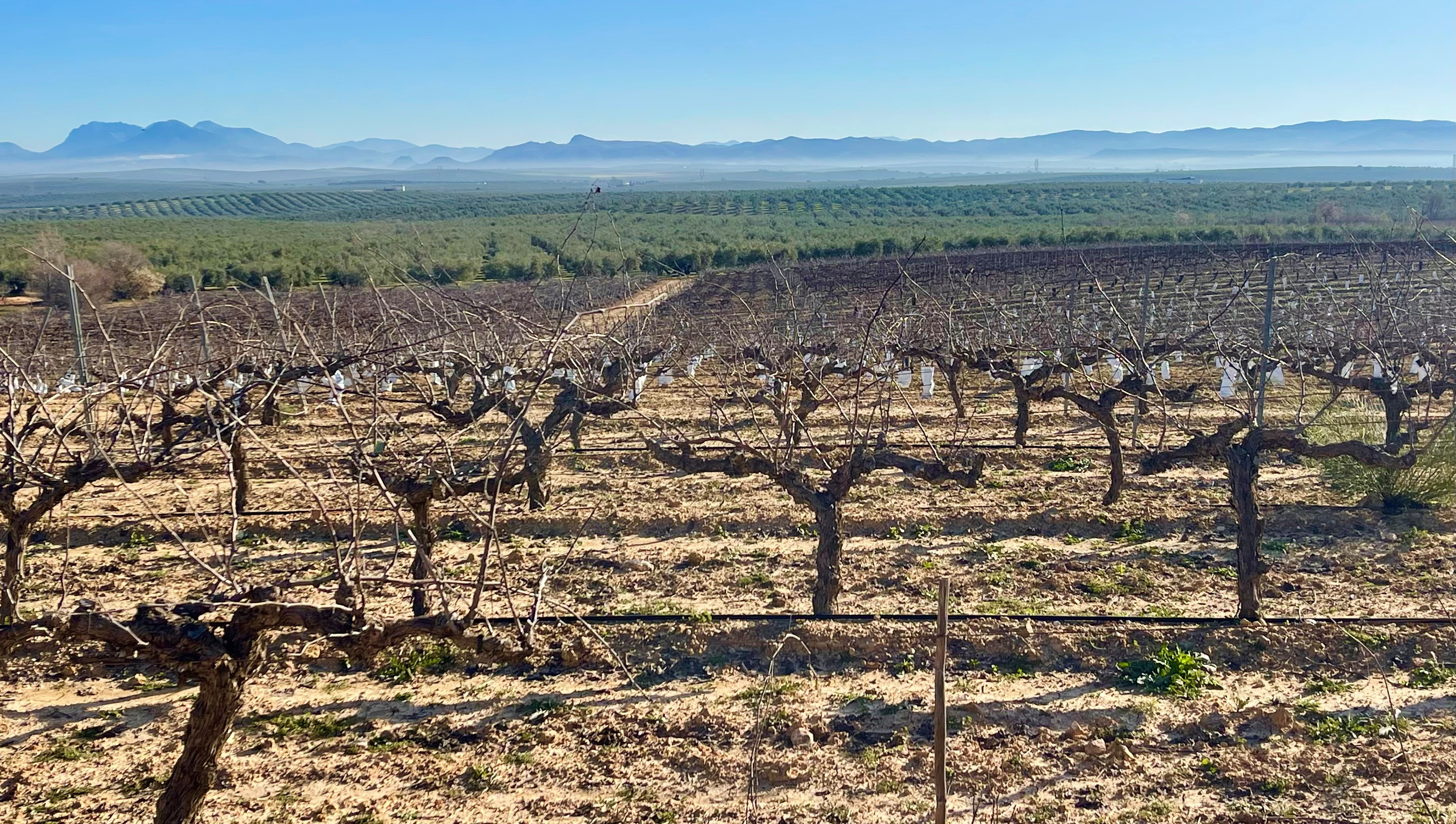 La Capuchina. Vinmarken