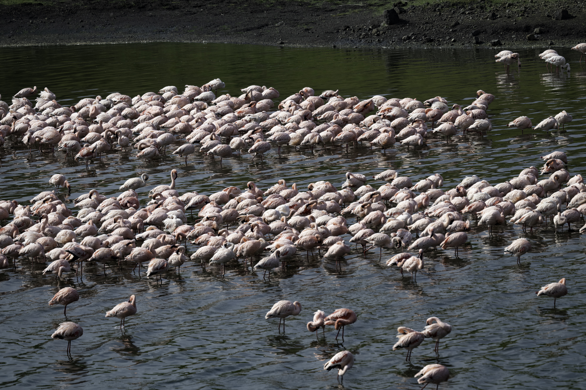 Flamingos