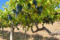 Image00009