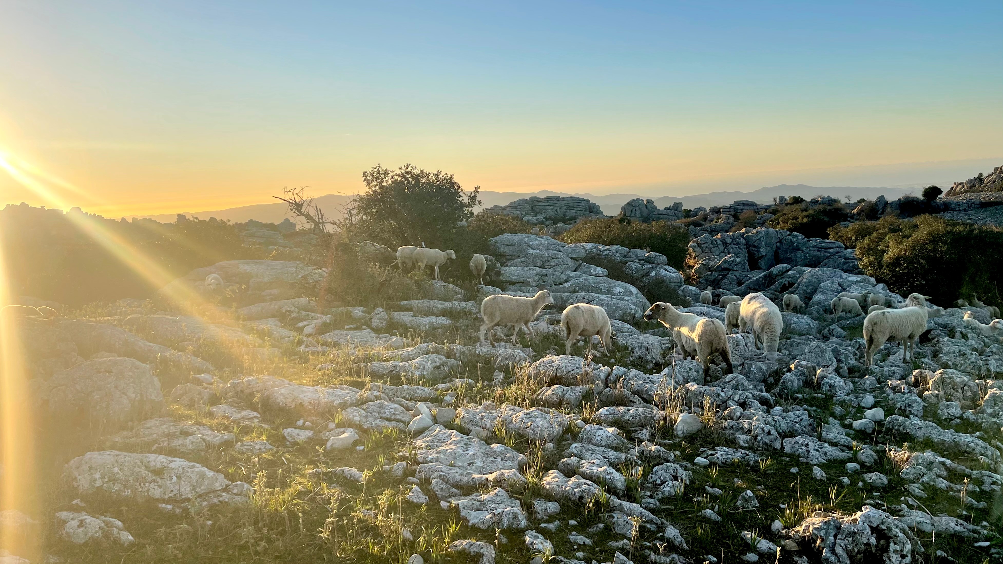 Får Ved Solopgang Over El Torcal