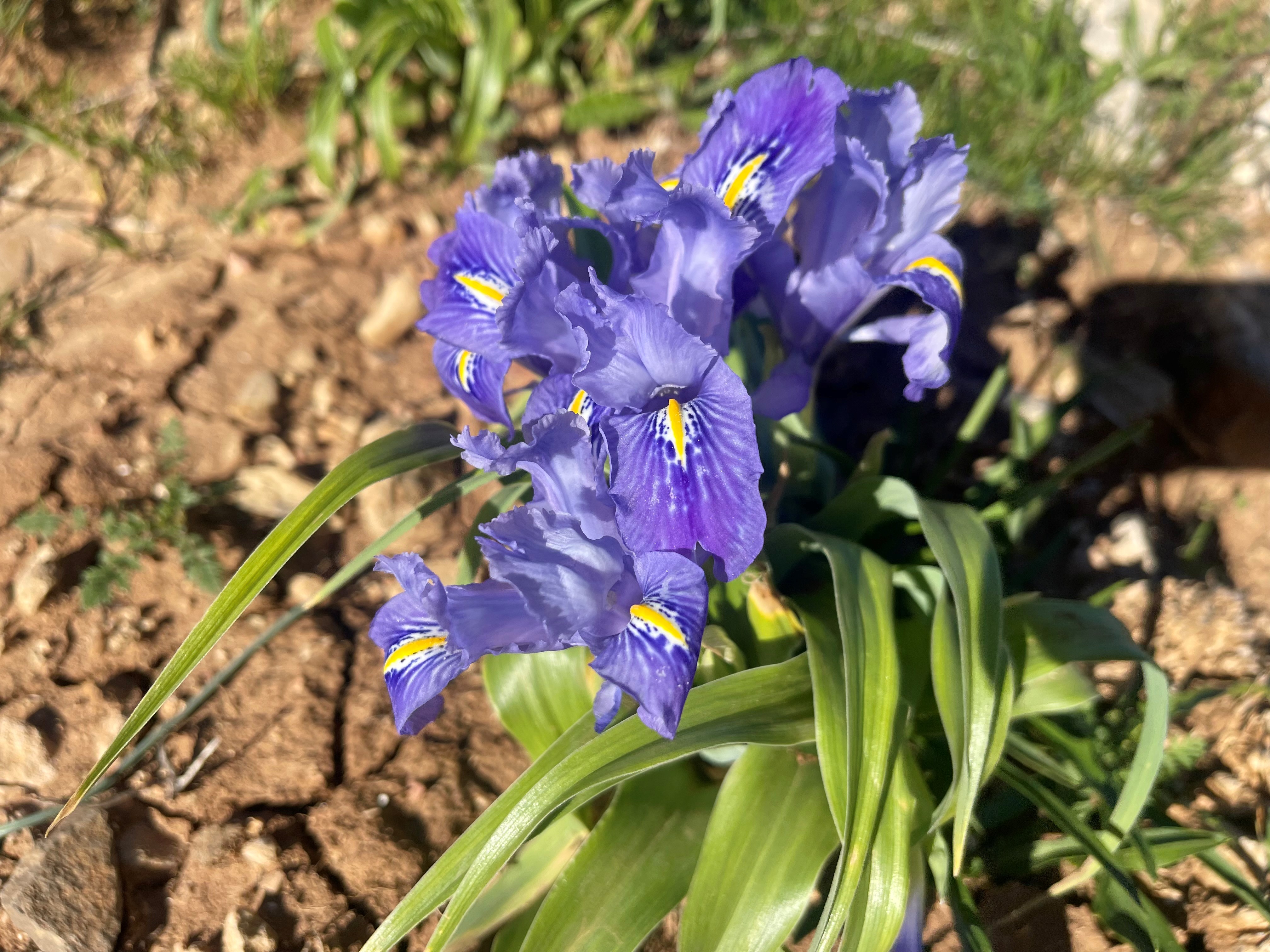 Iris Blomst