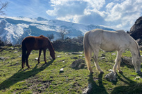 Hestene Græsser Med Udsigt Til Sierra Nevada