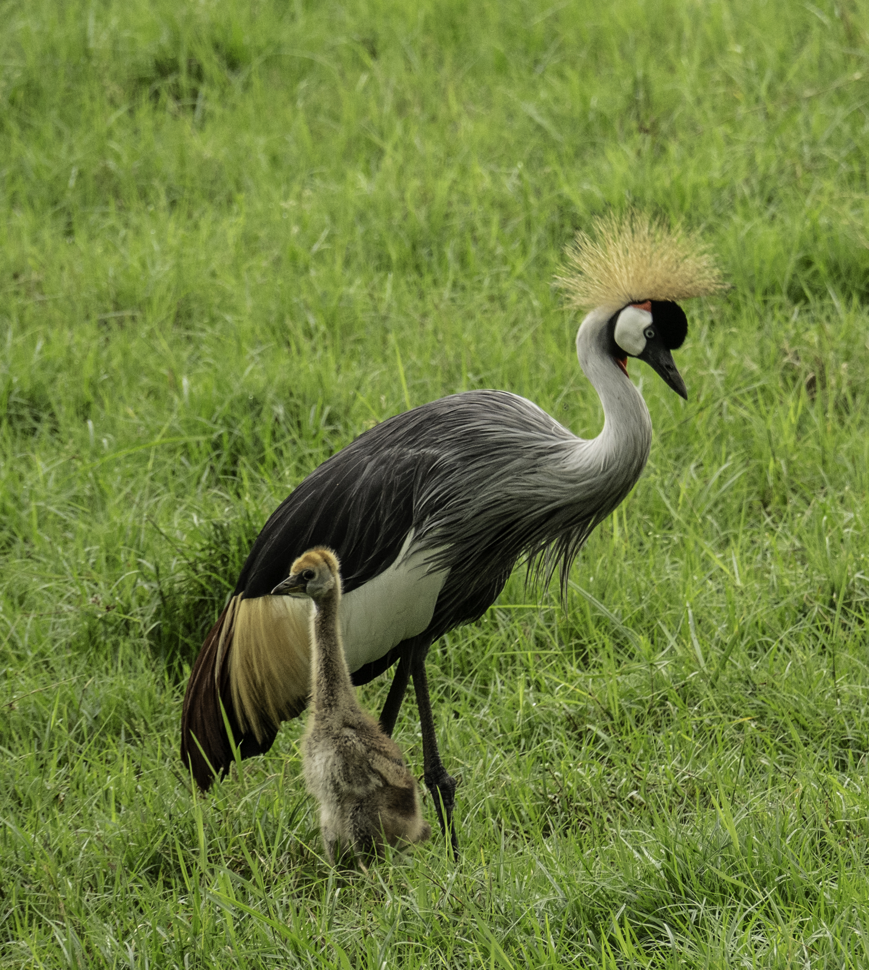 Grey Crowned Crane