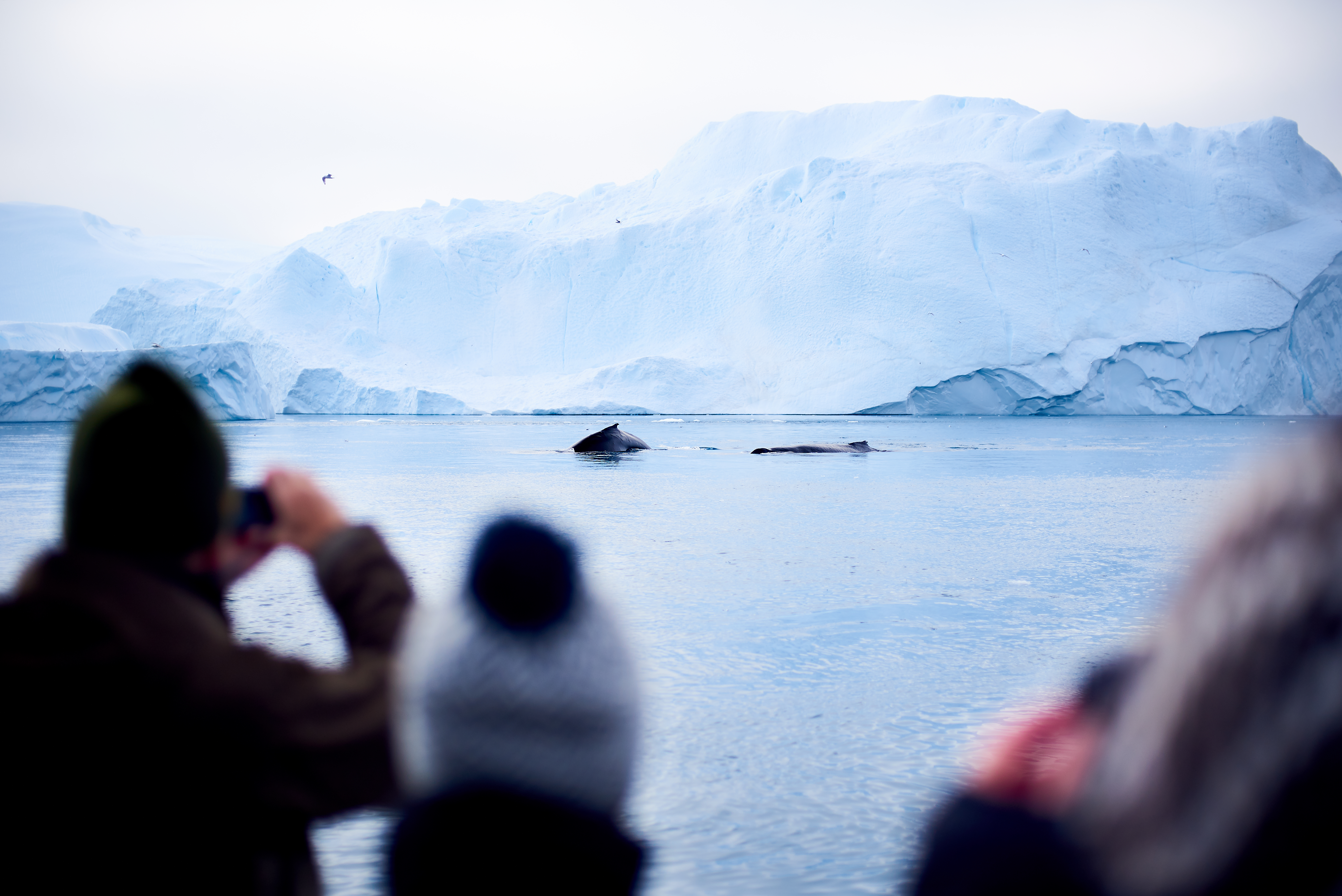 Dag 9 Whales In Ilulissat Icefiord @Max Twining Ward 2019 (2)