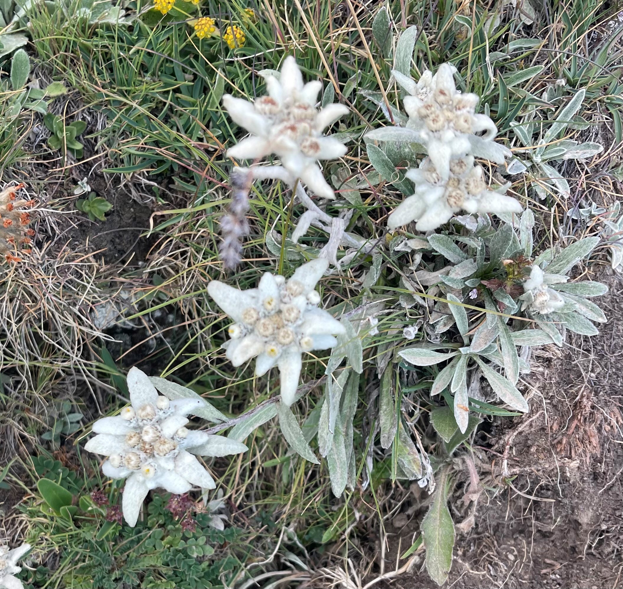Edelweiss