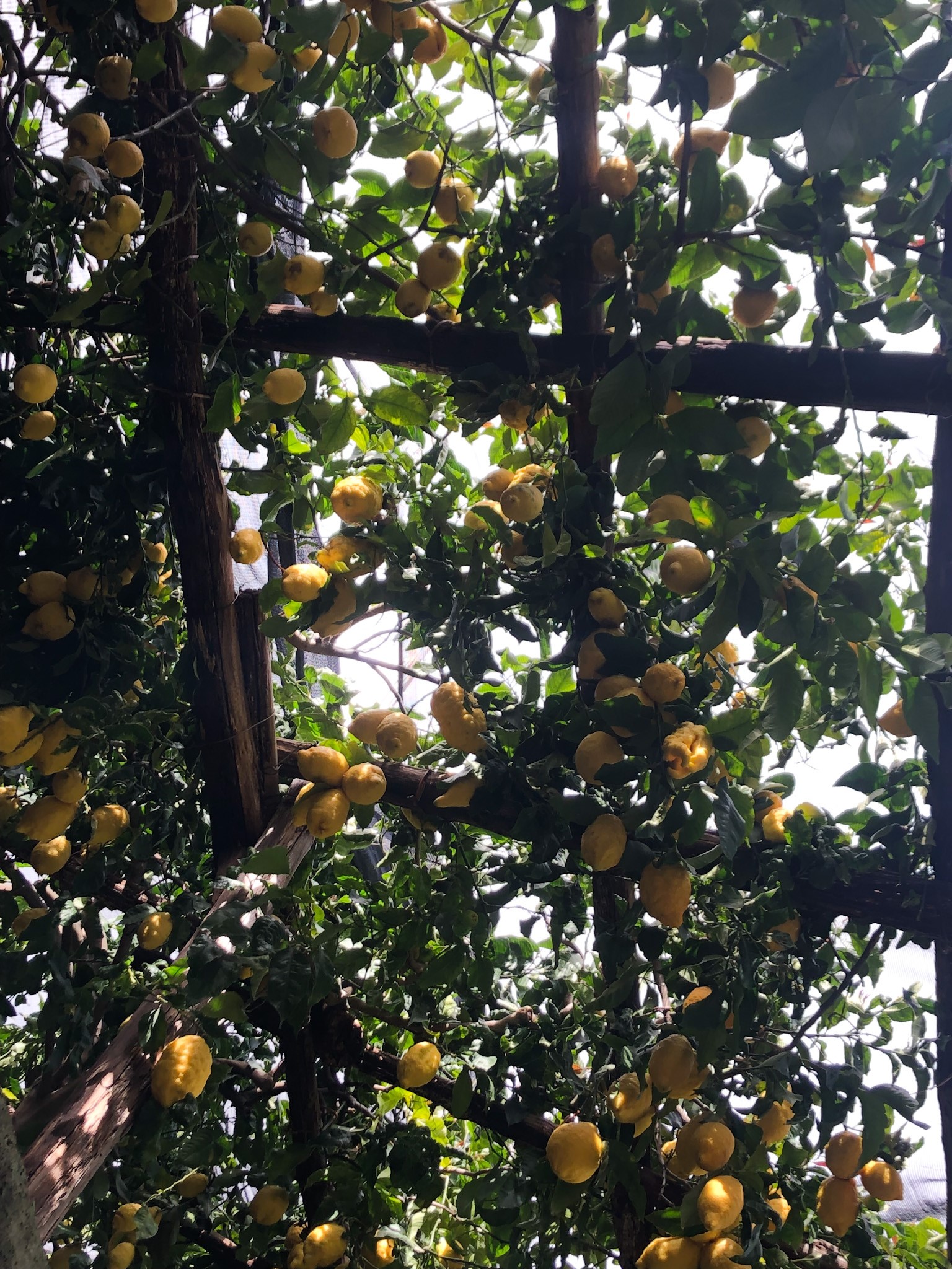 Pergola Di Limoni