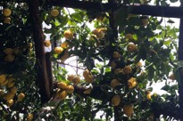Pergola Di Limoni
