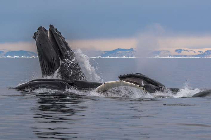 Dag 8 Whales @Kim Schytz 2016