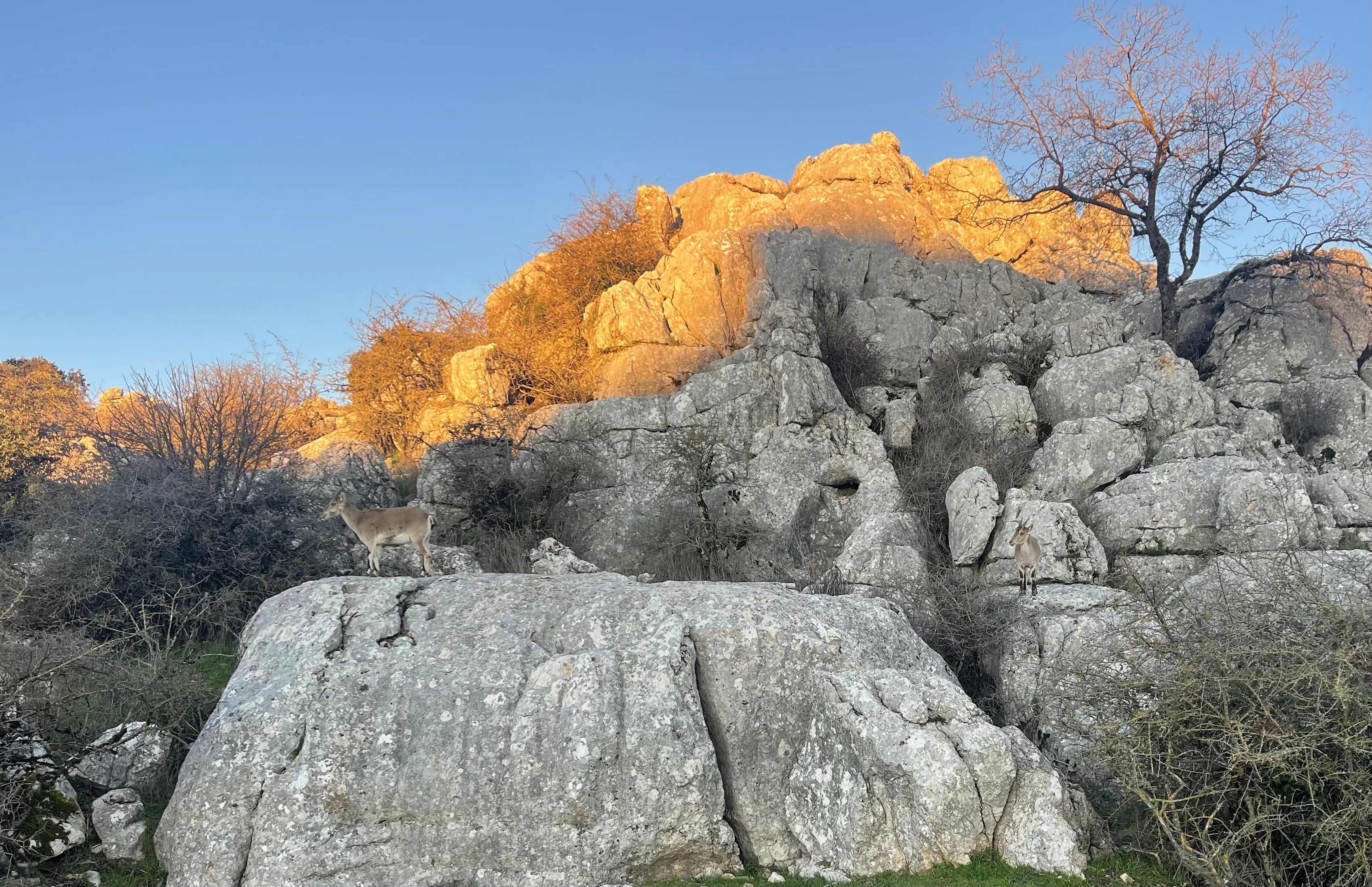 Vilde Geder Ved Daggry I El Torcal