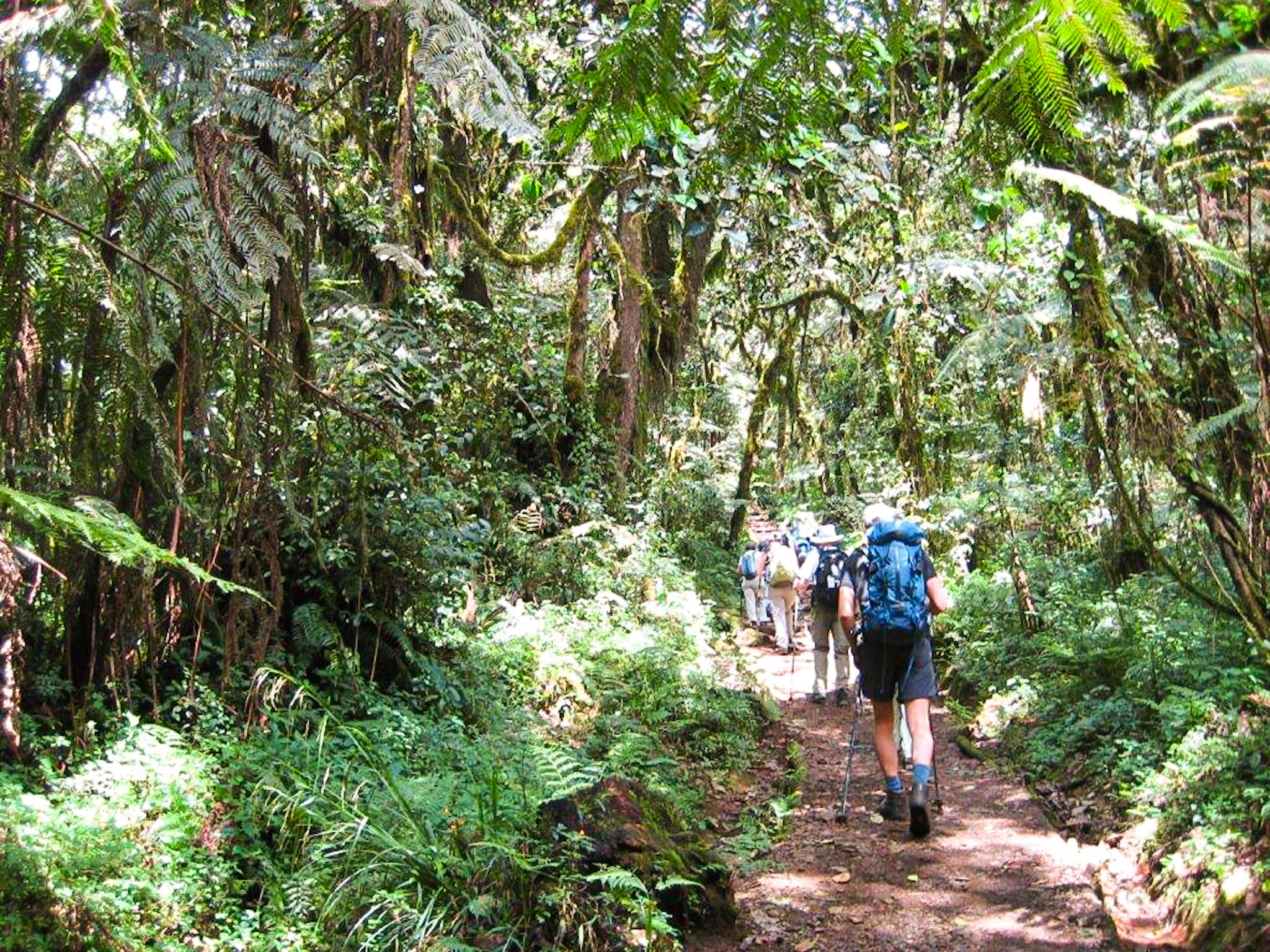 Vi Starter Vores Trek I Junglen