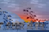 Grønland Solnedgang Over Hundespandet