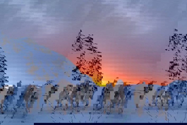 Grønland Solnedgang Over Hundespandet