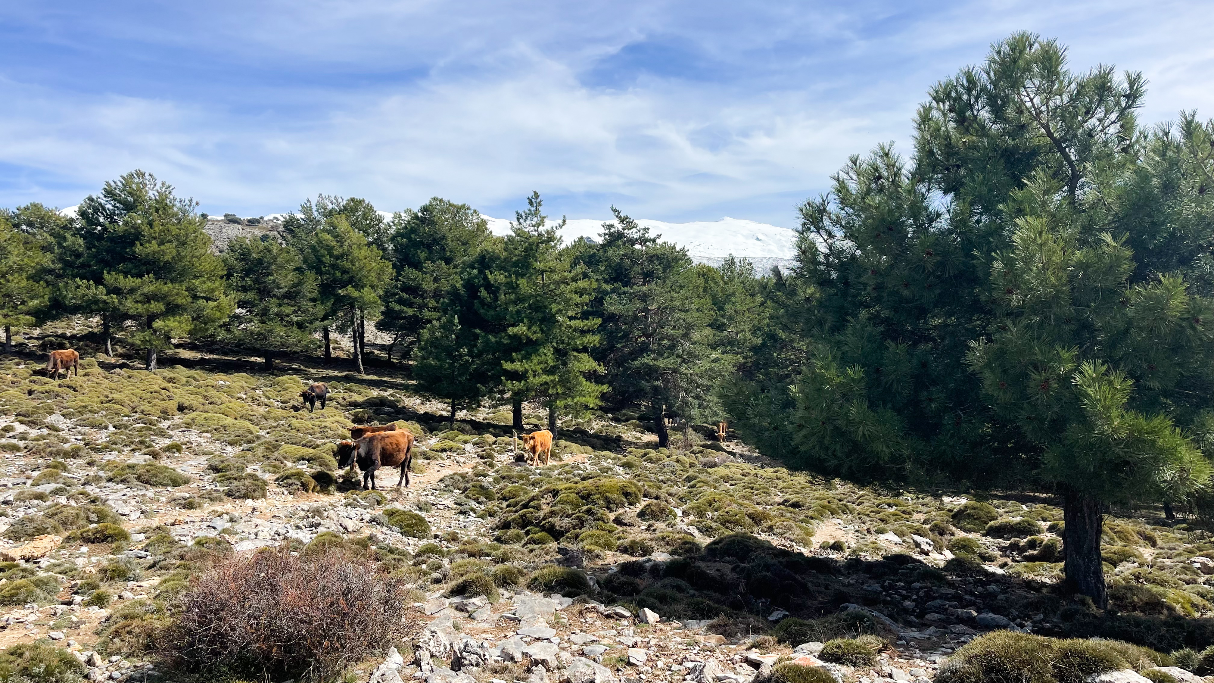 Kvæg Græsser Frit Omkring Cerro Huenes