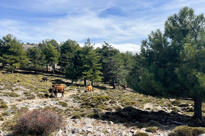 Kvæg Græsser Frit Omkring Cerro Huenes