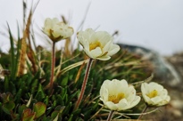 Dag 7 Hvid Blomst @ Helle Leed