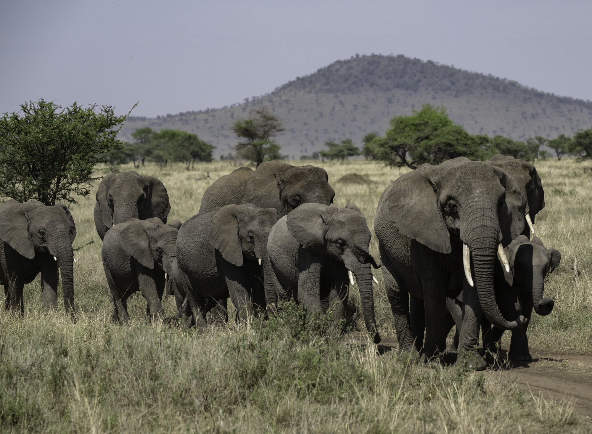 Elephants On The Move