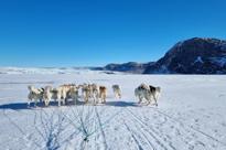Hundespand På Fjordisen