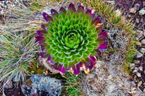 Lobelia
