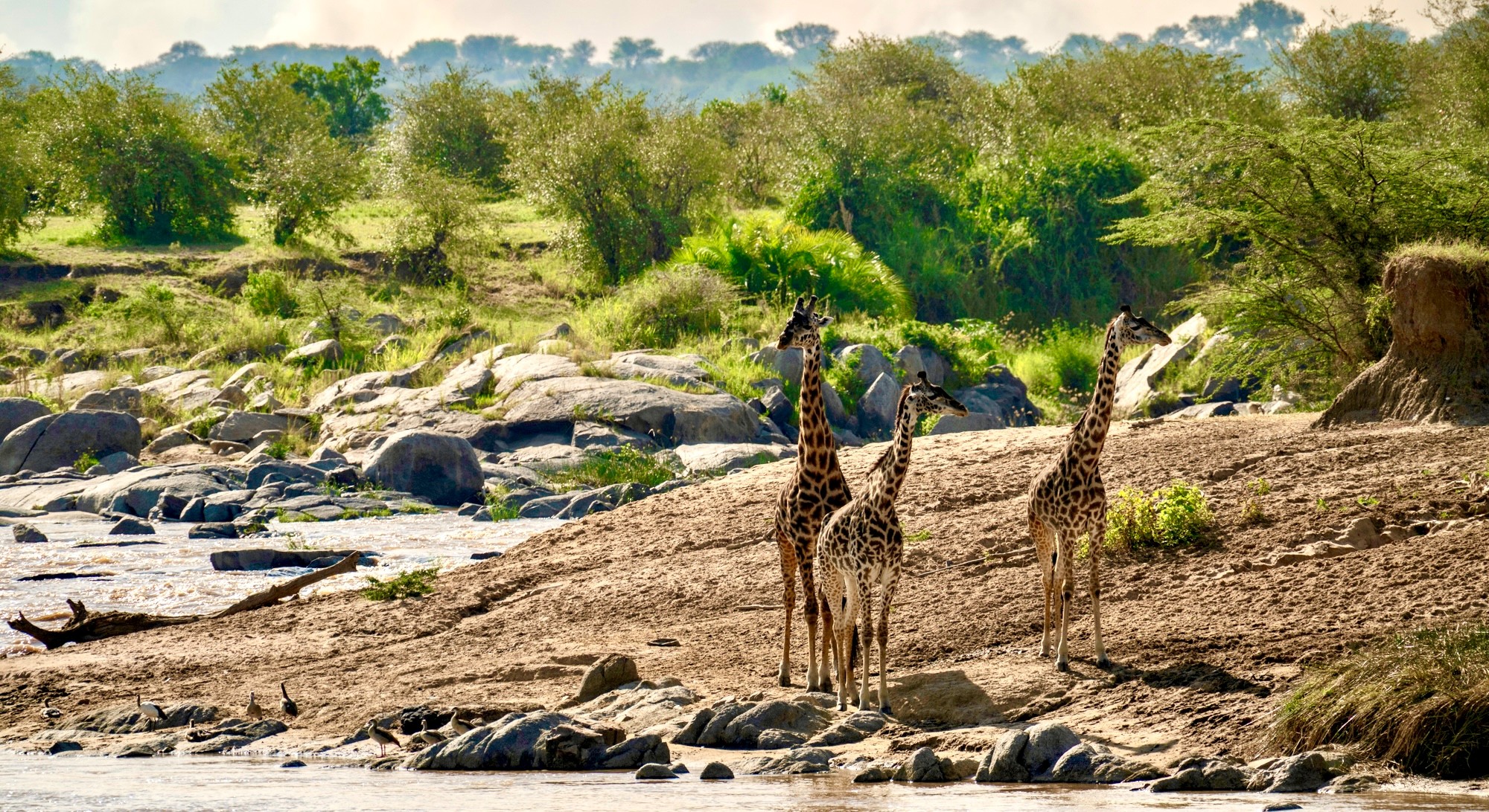 Giraffer