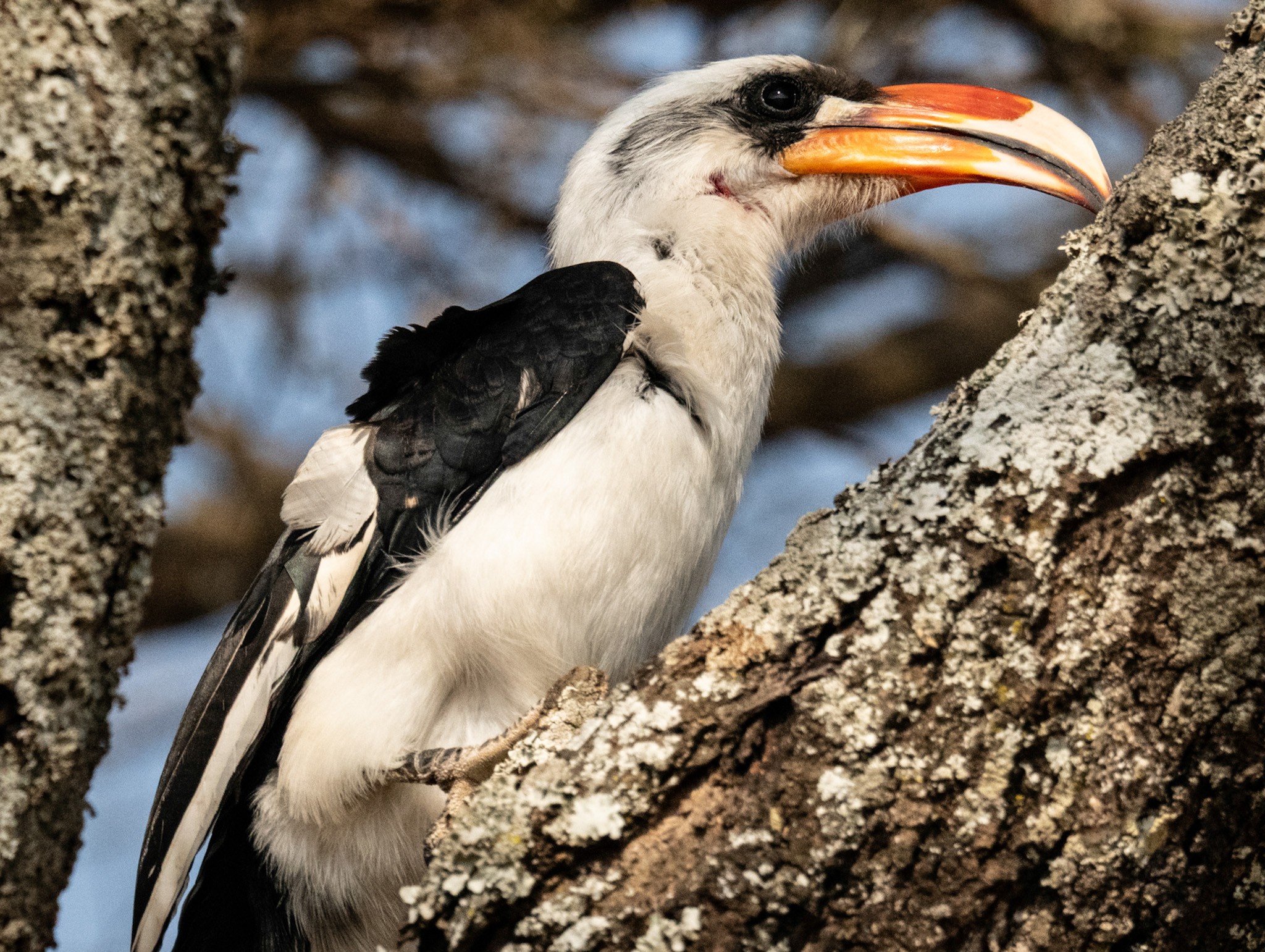 Hornbill 2