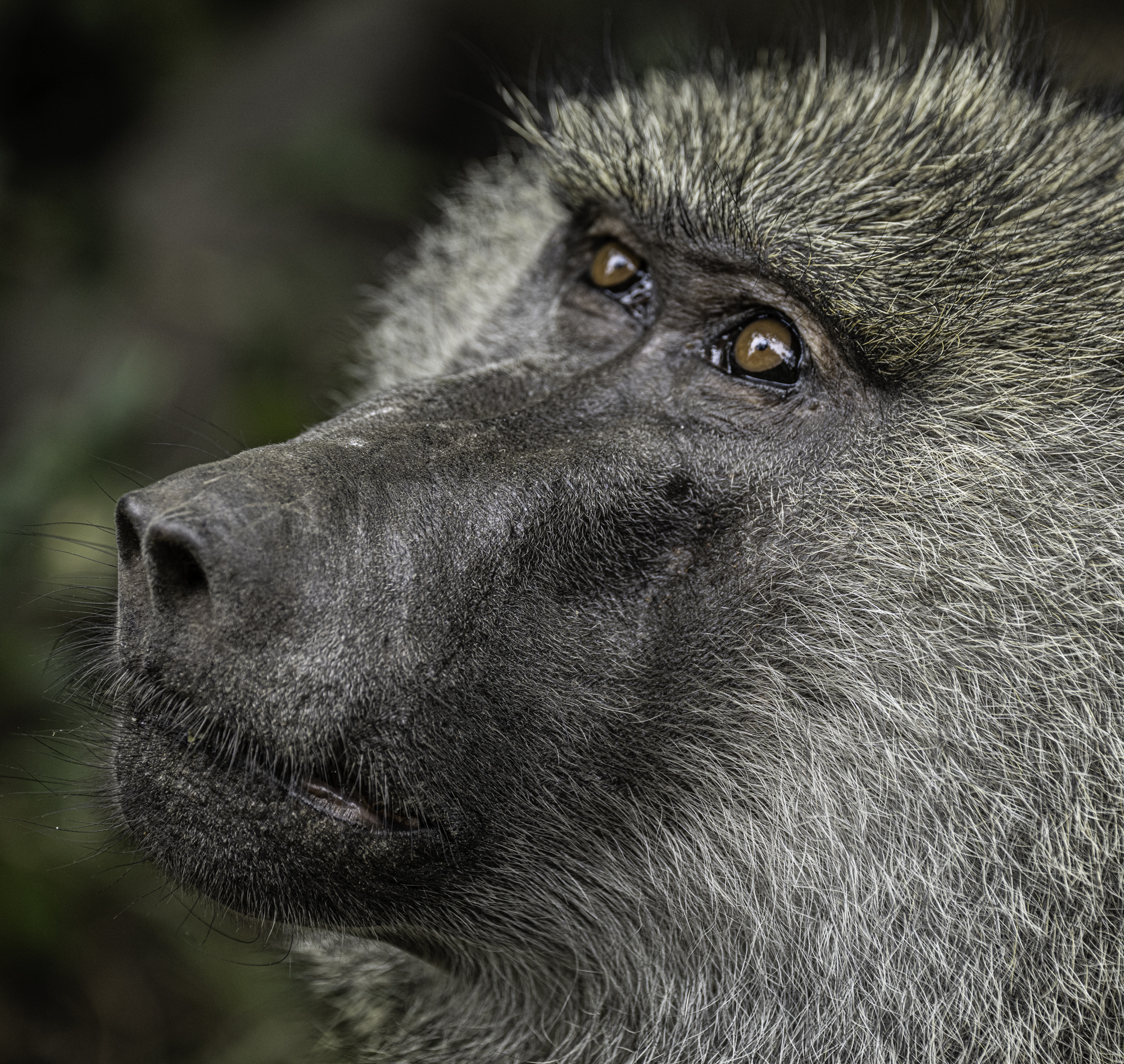 Olive Baboon