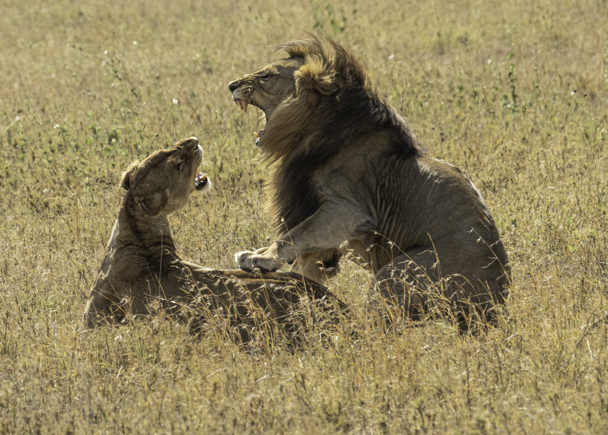 Lions After Mating