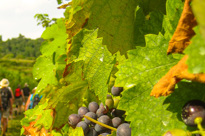 Image00038