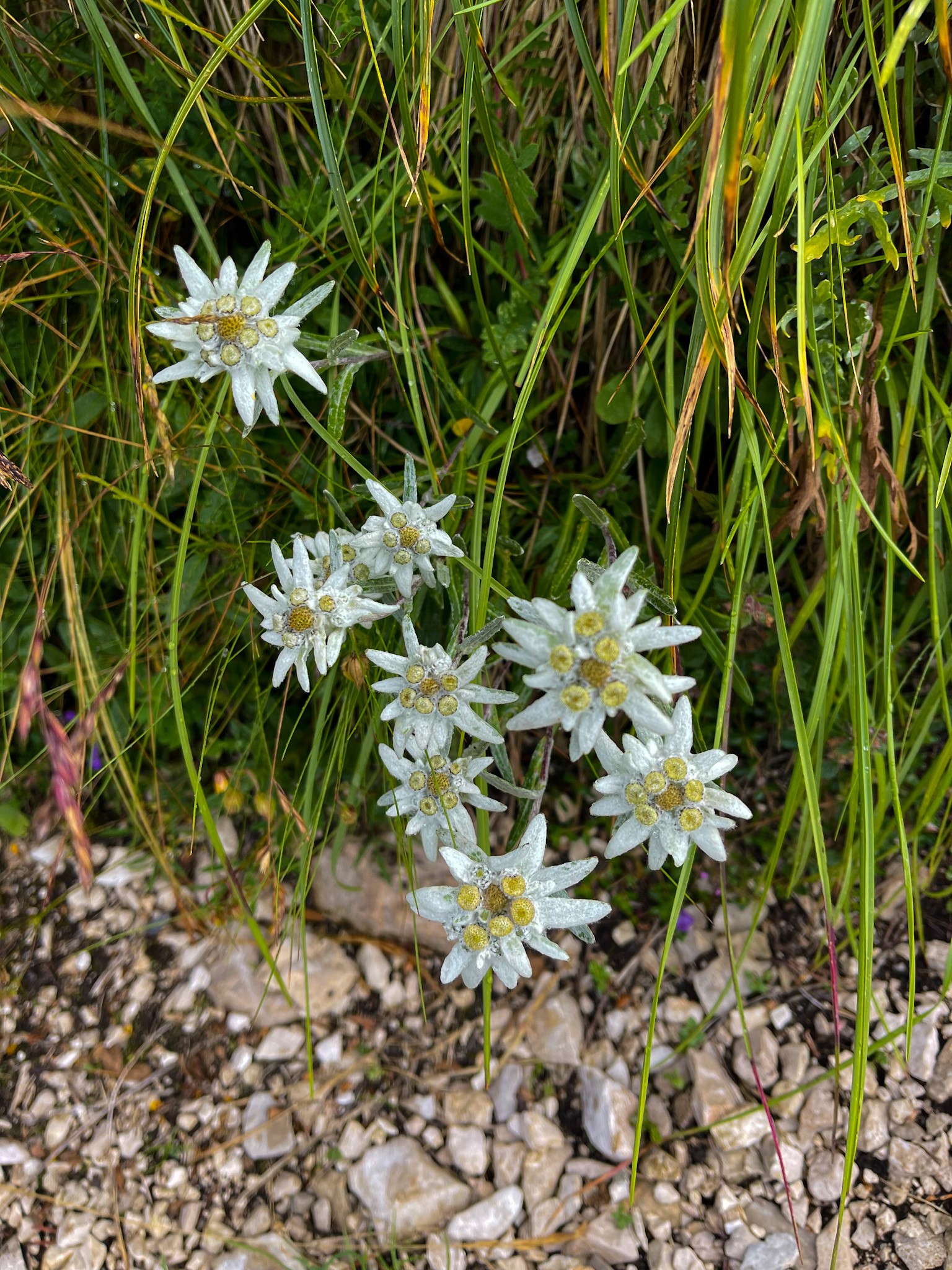 Stelle Alpine
