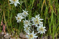 Stelle Alpine