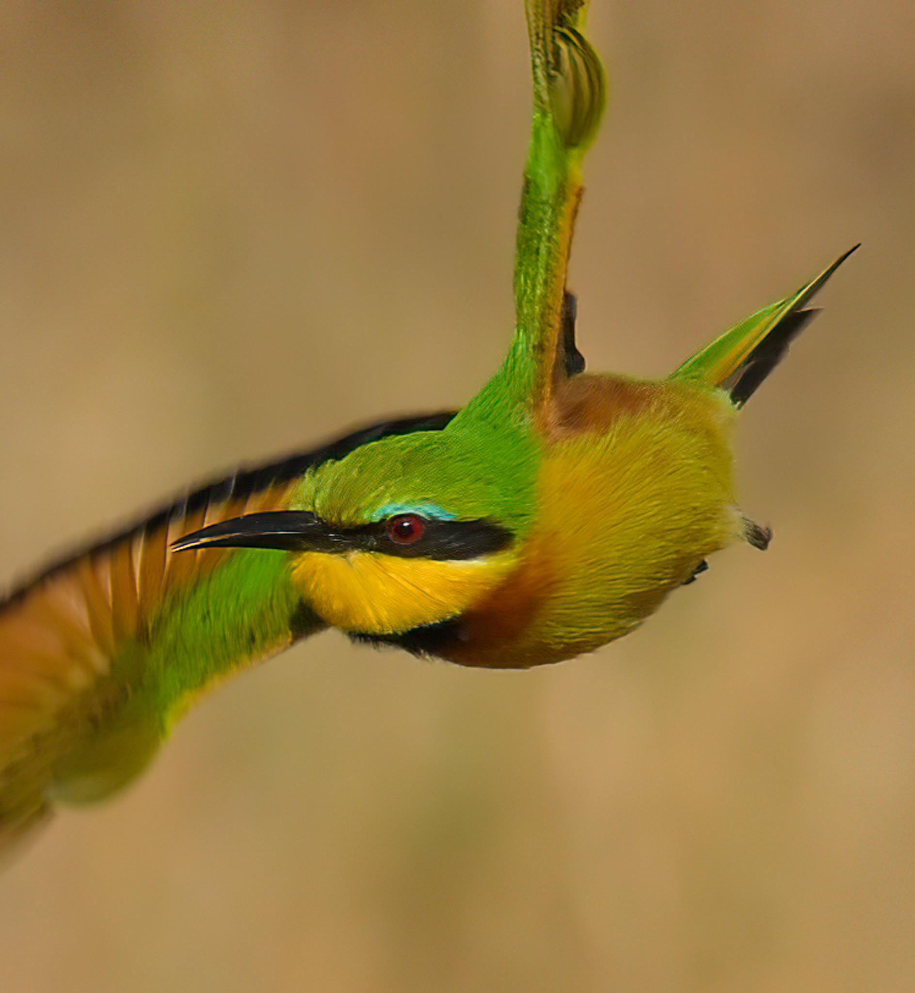 Little Bee Eater 2